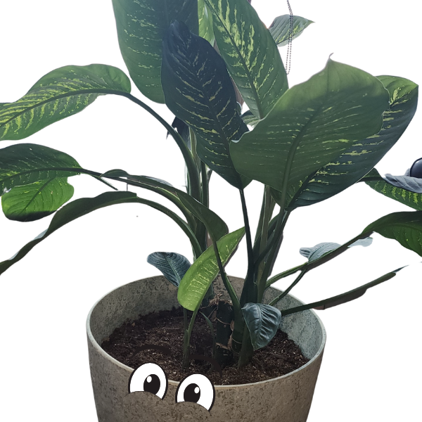 Bax, one of the clinic plants