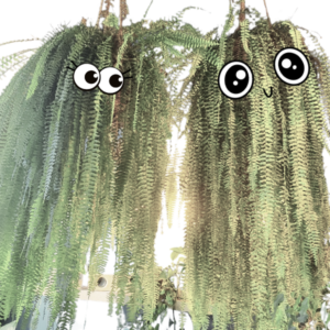 Boston and Fernie, clinic plants