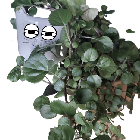 Ivy, one of the clinic plants