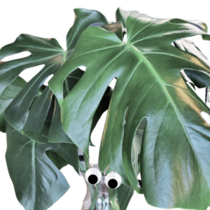 Tera, one of the clinic plants